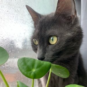 Cats can have a little salami